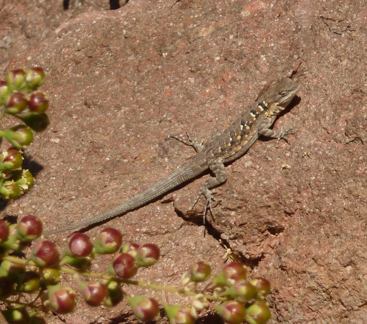 Rock lizard on a rock