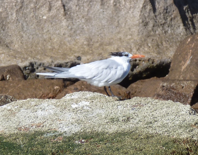 Royal tern perched on rock