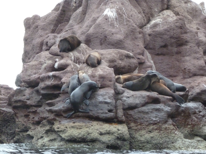 Sea lions