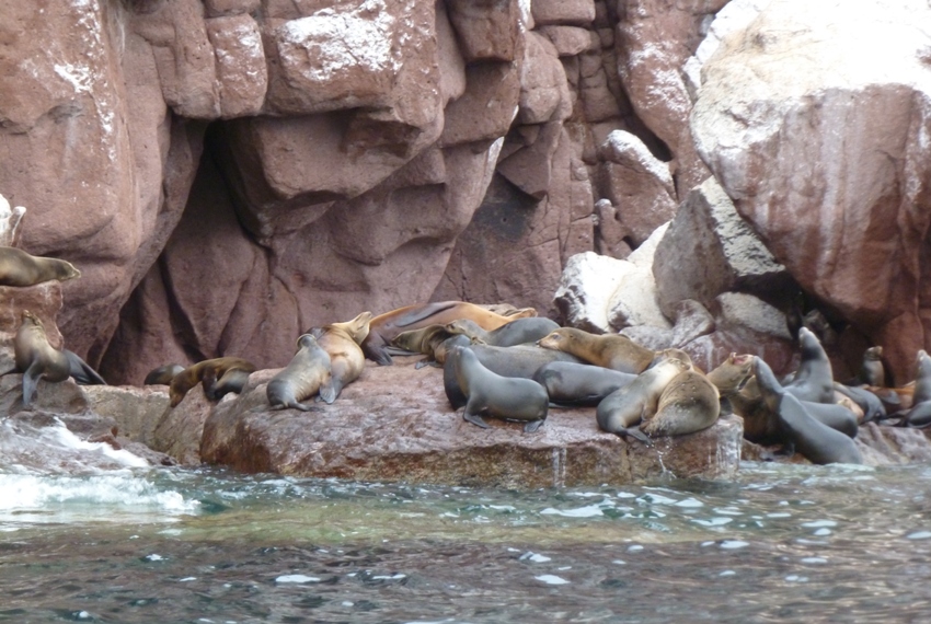 Several sea lions on a big rock