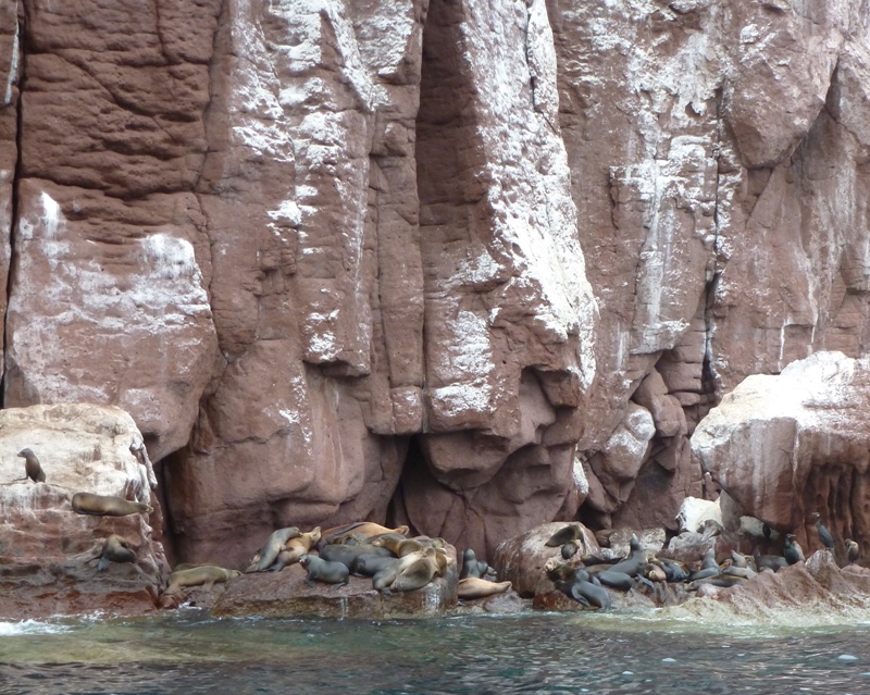 Sea lions at base of rocky cliff