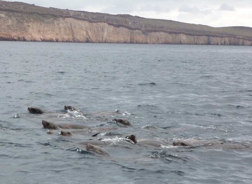 Sea lions swimming