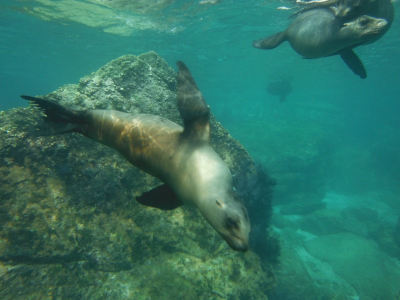 Sea lion swimming with rock behind