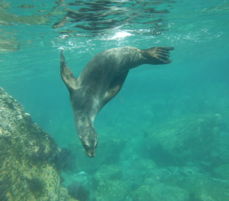 Sea lion diving down