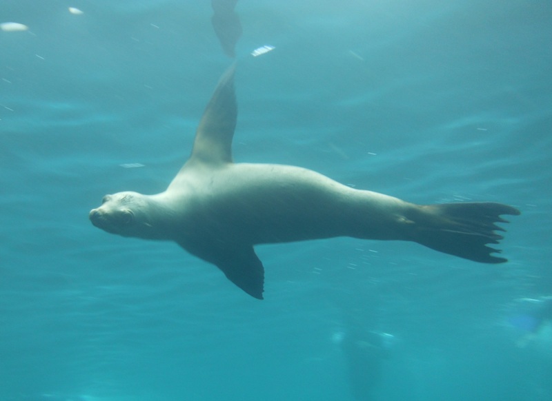 Sea lion swimming just below the surface