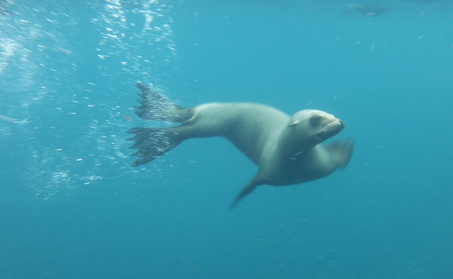 Sea lion face