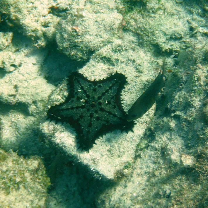 Black starfish behind fish