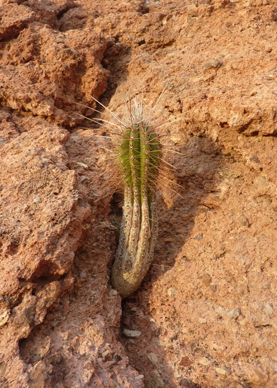 Cactus growing out of a rock