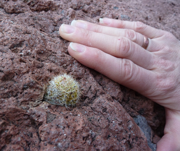 Norma's hand next to a very small cactus growing out of a rock