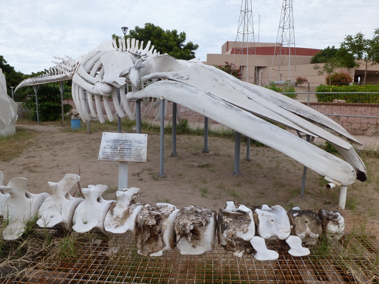 Whale bones on display outside