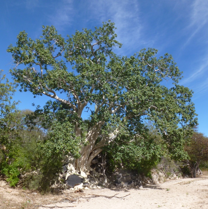 Wild fig tree