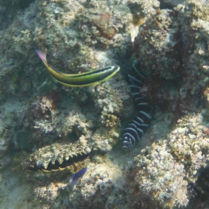 Zebra moray eel, clam, and fish