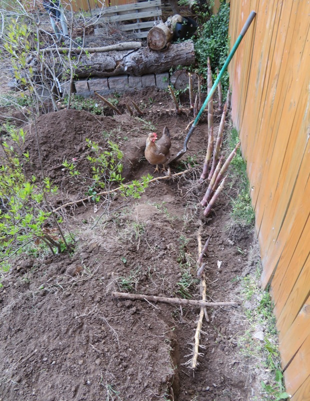 Bamboo rhizomes running parallel to the fence