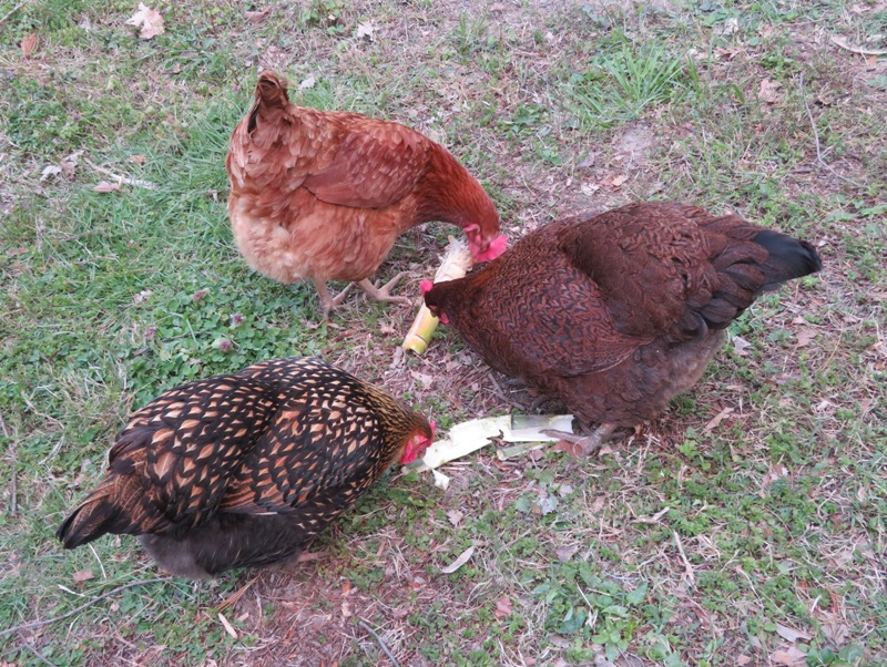 Chickens eating a bamboo shoot