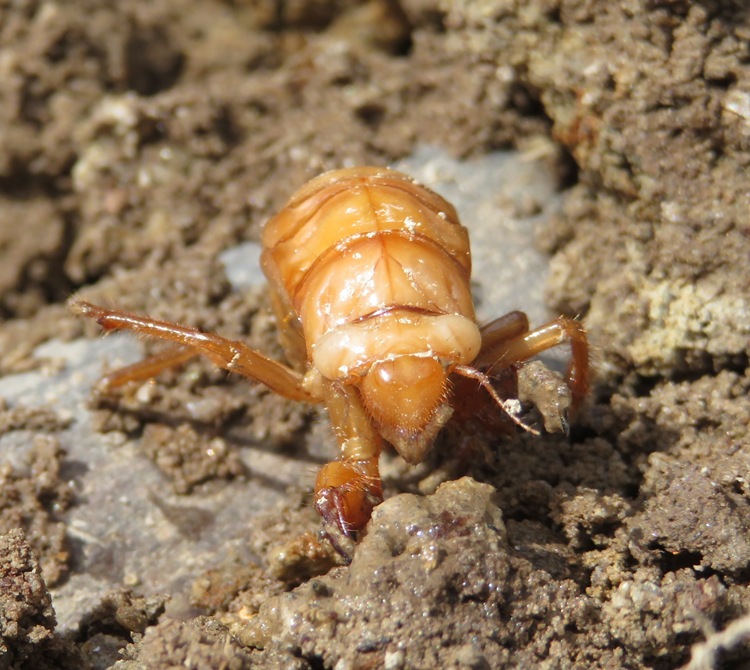 cicada nymph