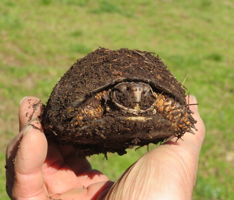 Holding a box turtle