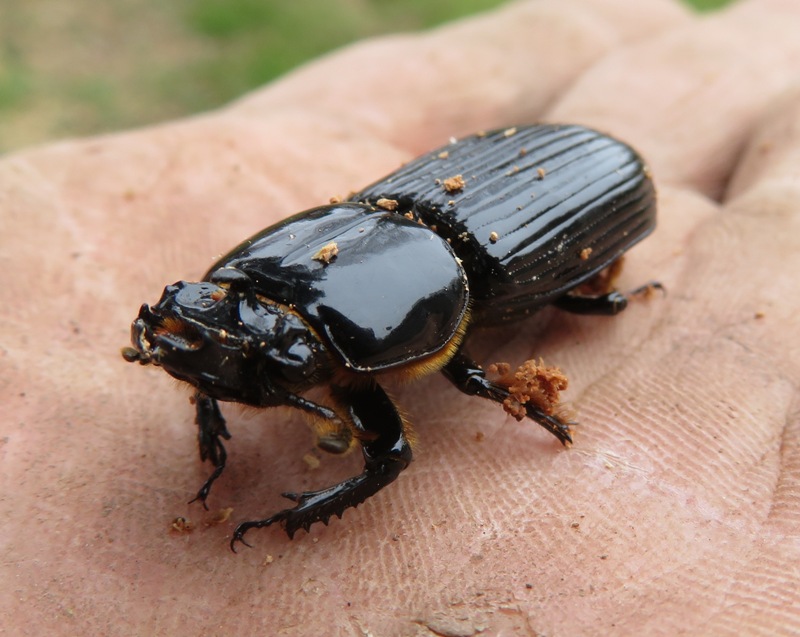 Patent leather beetle