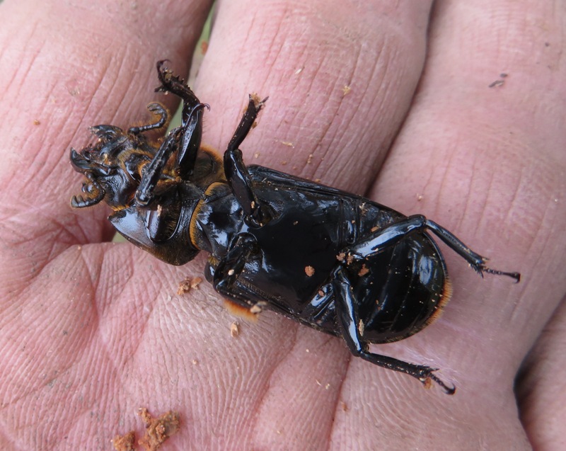 Showing its underside