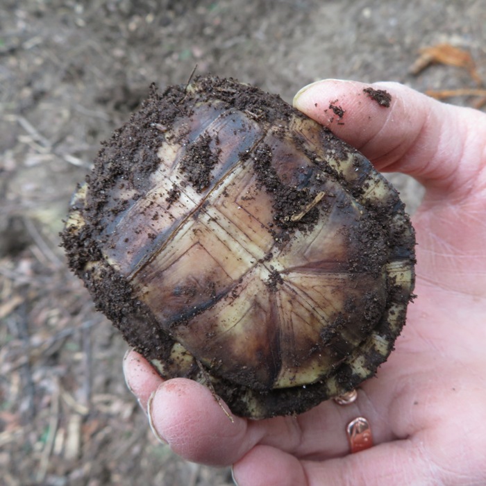 Showing its underside