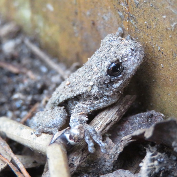 Gray tree frog