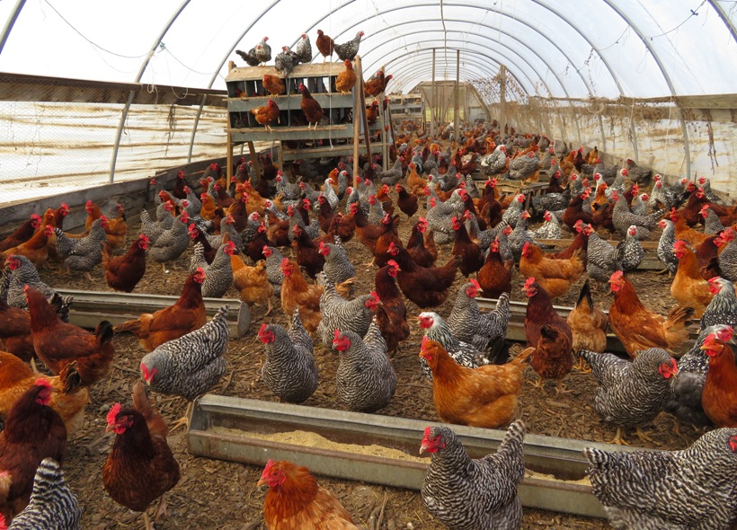 Hundreds of chickens in covered space