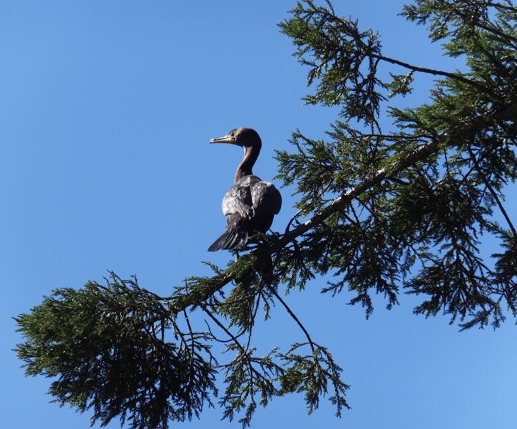 Cormorant in tree