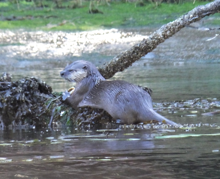 Otter with eyes shut