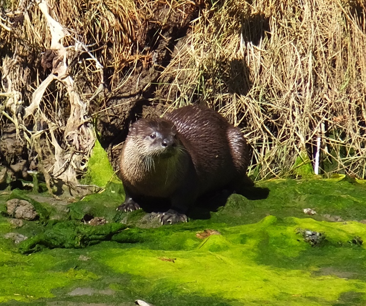 Otter on a patch of green showing feet