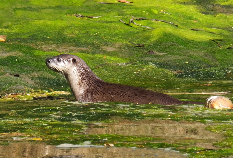 Otter profile