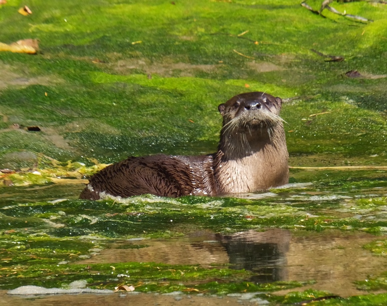 Otter looking at camera