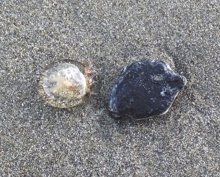 Small jellyfish and rock