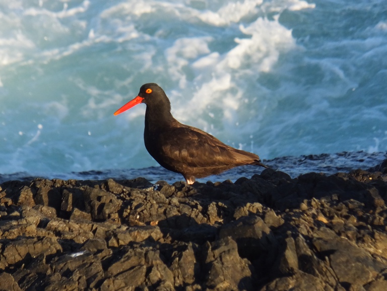 Oystercatcher bird