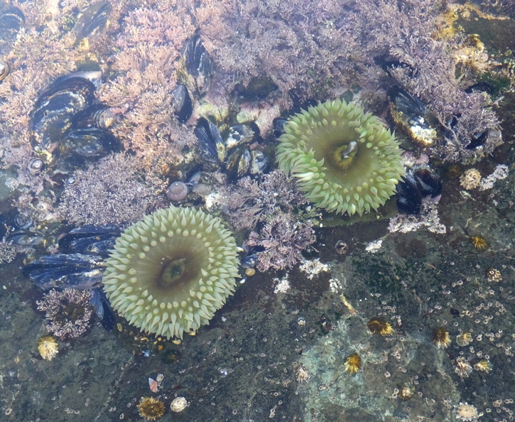 Sea anemones