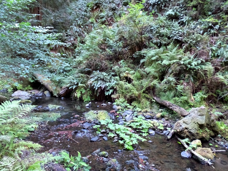 Lush greenery and creek