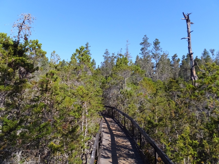 Boardwalk through stunted trees