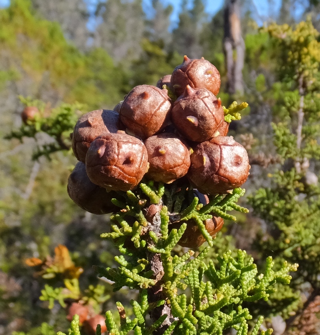 Seed pods from mendocino Cypress