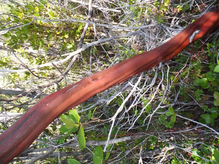 Manzanita tree