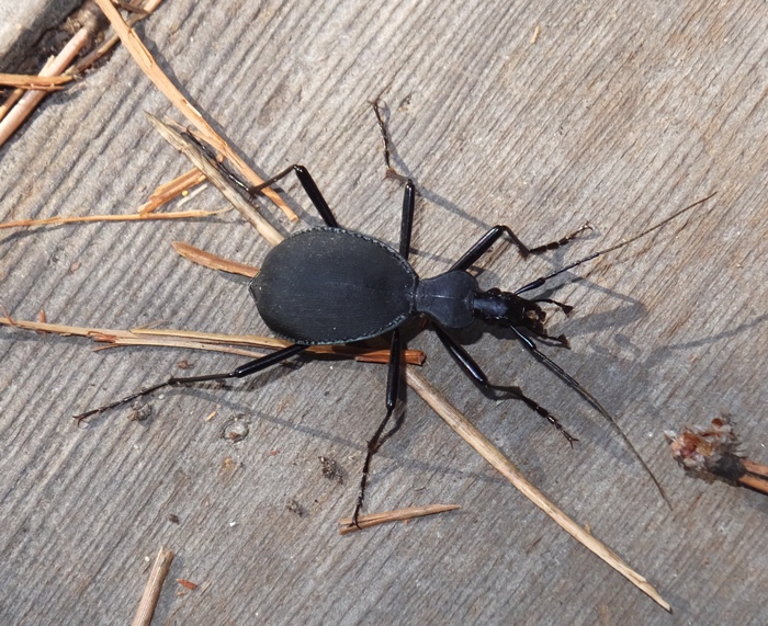 Snail eating ground beetle