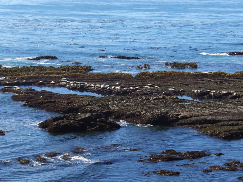 67 seals on a low flat area by the water