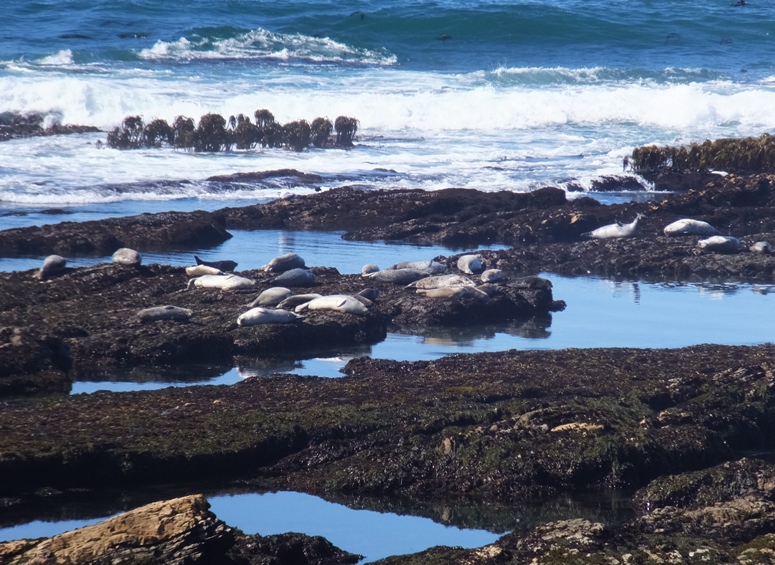 Vegetation behind seals looks like little trees