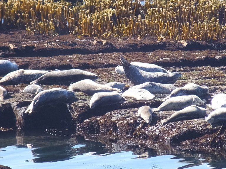 Seal lifting its tail