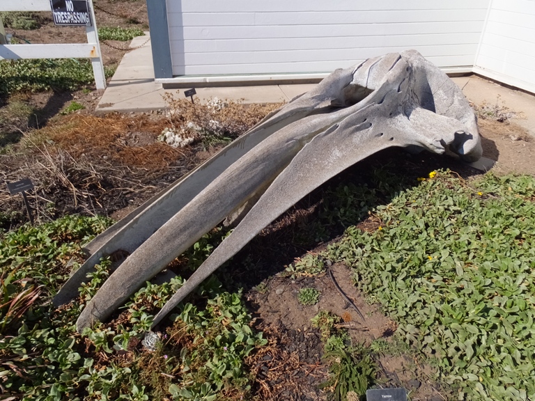 I think this is a whale skull