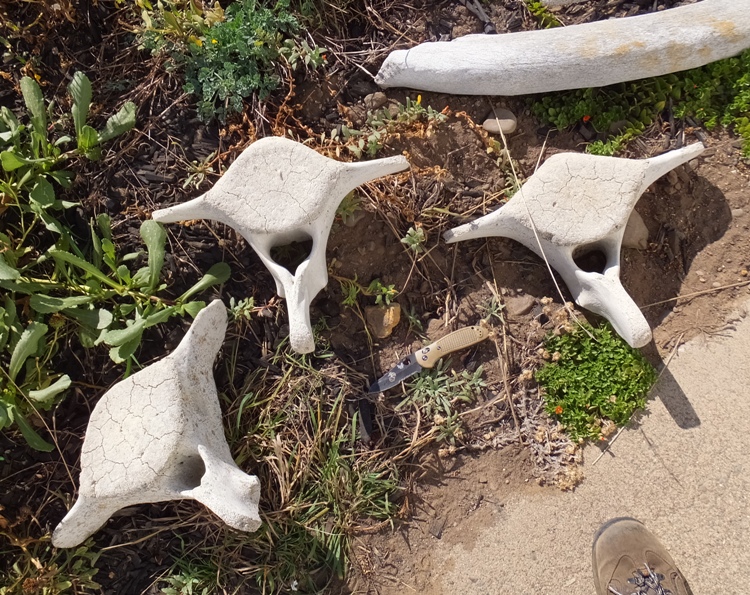 Three vertebrae with my eight inch long knife to show proportion