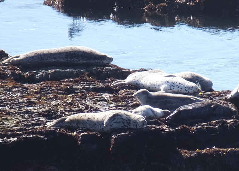 Seals in the sun