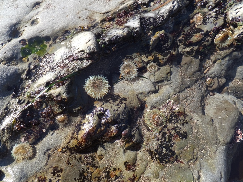 Sea anenomes open up to show their beauty