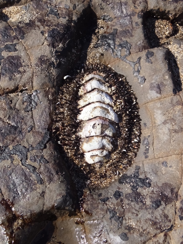 Chiton on rock