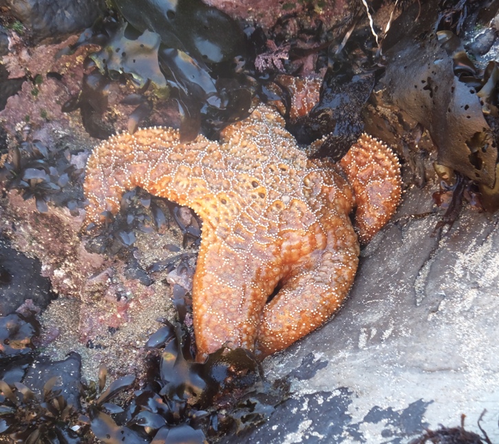 Orage starfish.  It was the only one we found on our trip