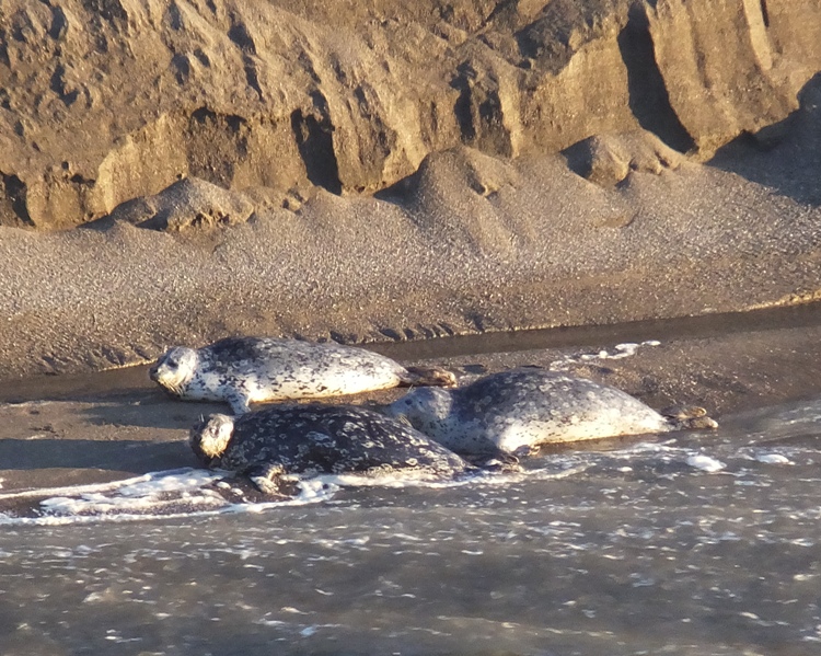 Three seals making their way up the bank of the river