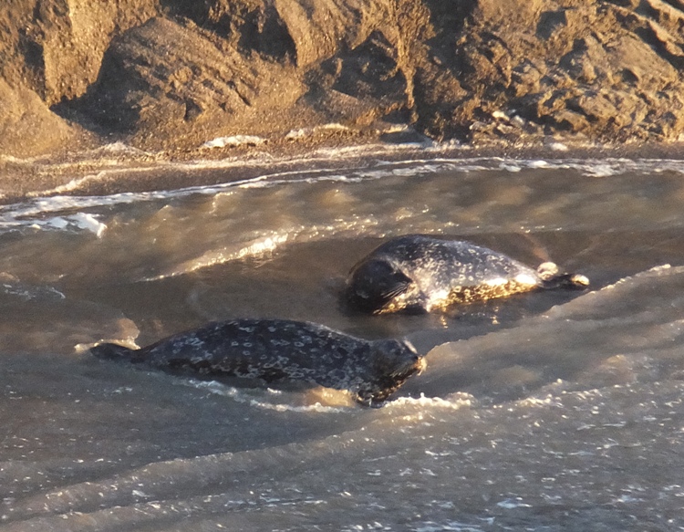 Two seals thinking about floating downstream