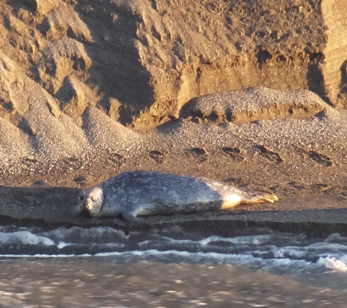 Lone seal on the shore